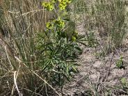 Leafy Spurge (Euphorbia esula)